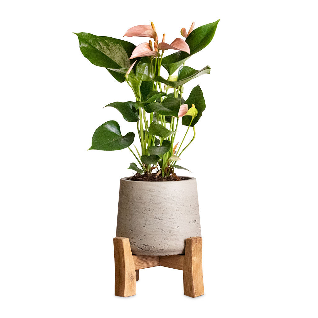 Anthurium Flamingo Flower - Joli Peach & Patt Plant Pot - Low Stand - Grey Washed