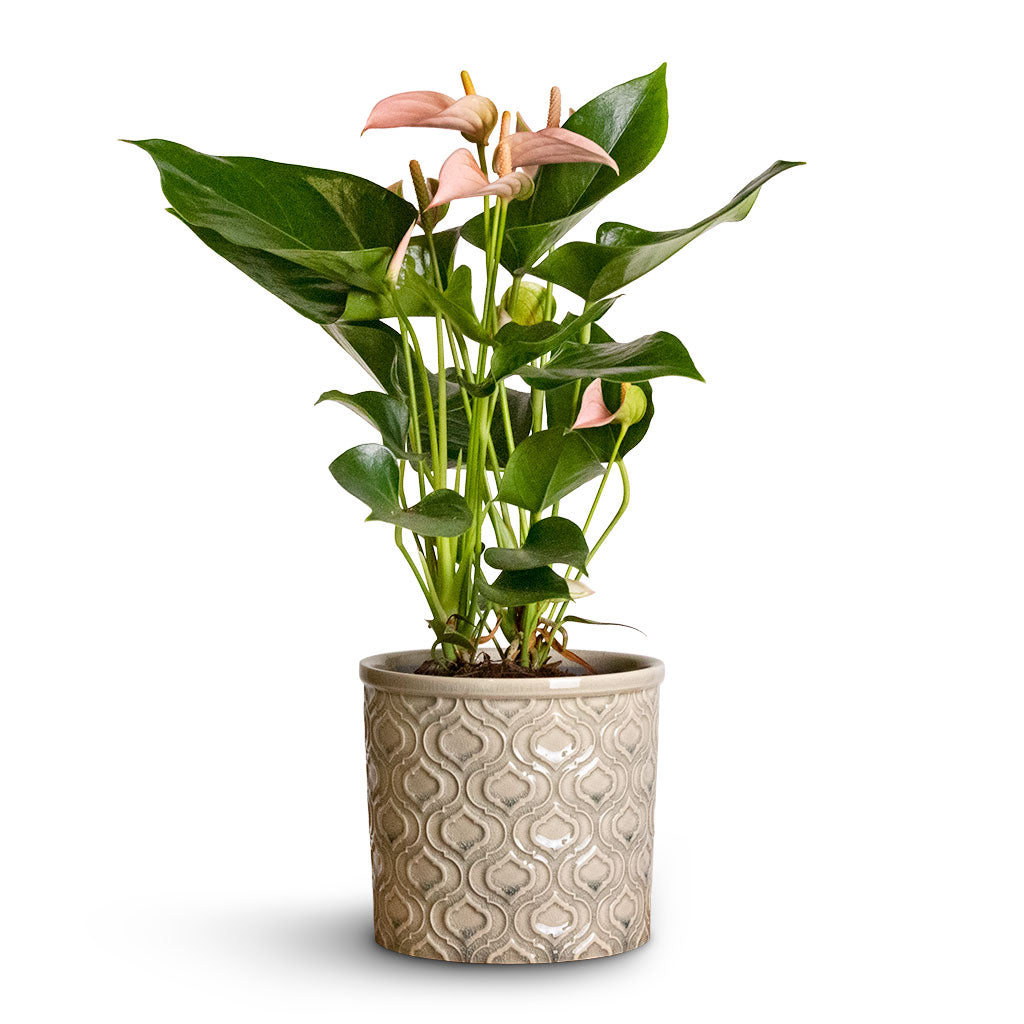 Anthurium Flamingo Flower - Joli Peach &amp; Venetian Plant Pot - Grey
