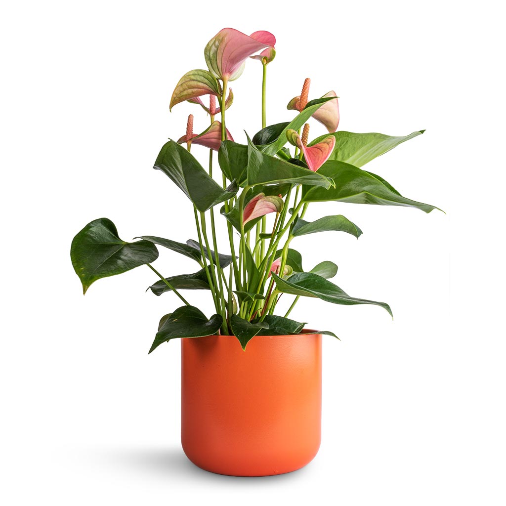Anthurium Flamingo Flower - Joli Peach &amp; Lisbon Plant Pot - Coral