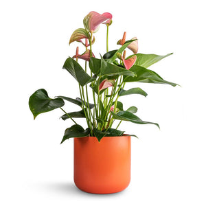 Anthurium Flamingo Flower - Joli Peach & Lisbon Plant Pot - Coral