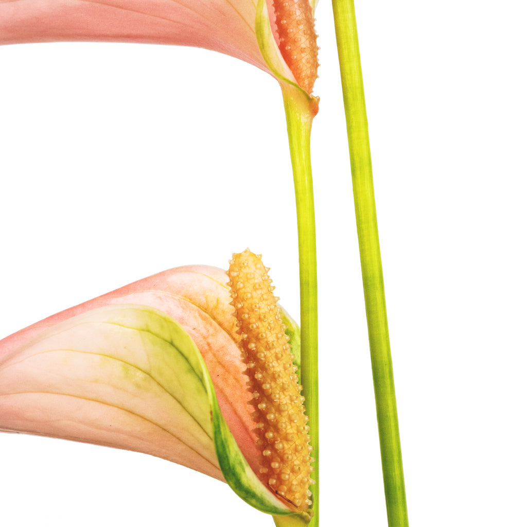 Anthurium - Flamingo Flower - Joli Peach Stamens