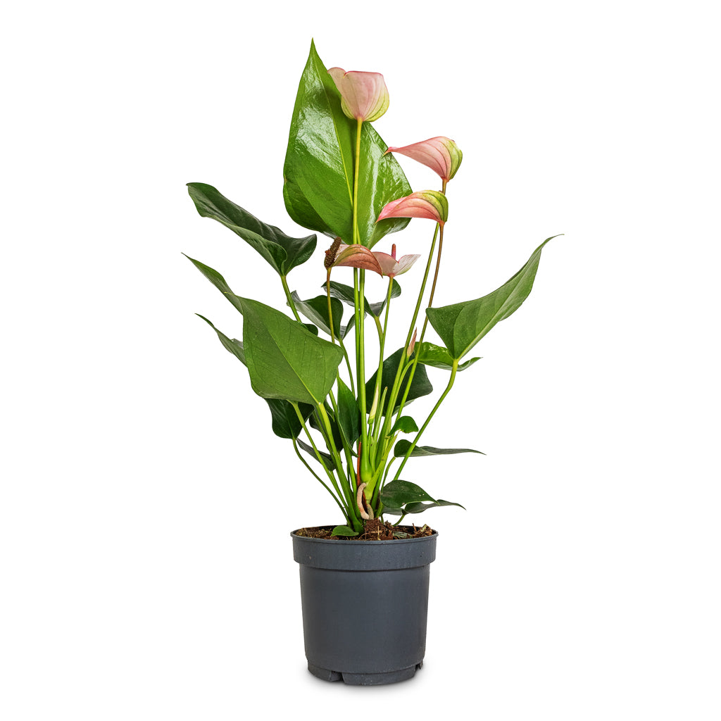 anthurium for sale uk Anthurium - Flamingo Flower - Joli Pulse - Quality Houseplants | Hortology