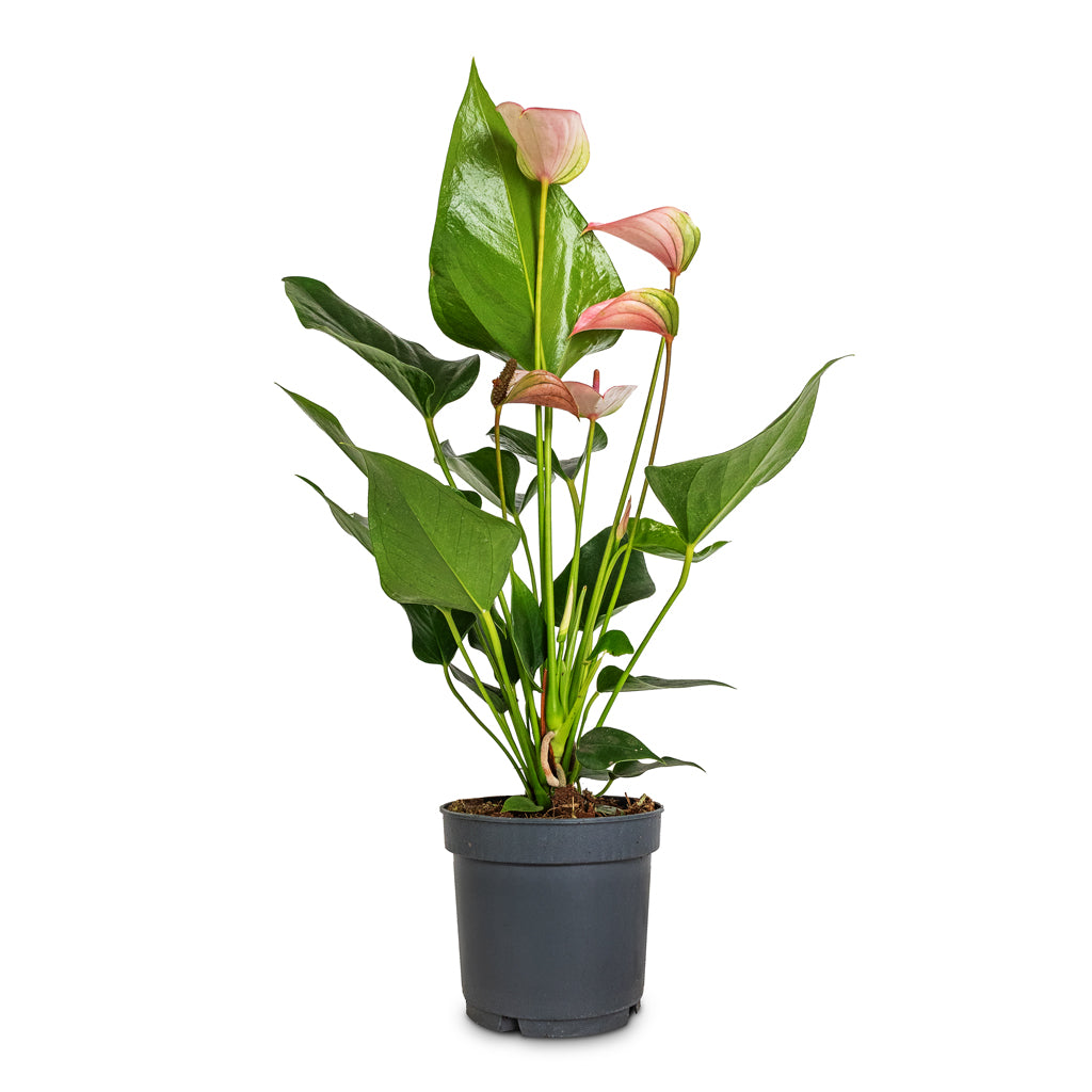 Anthurium - Flamingo Flower - Joli Pulse - 12 x 40cm