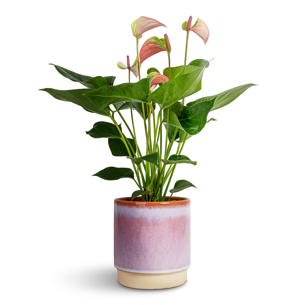 Anthurium - Flamingo Flower - Joli Pulse &amp; Copenhagen Plant Pot - Pink
