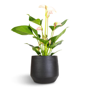 Anthurium - Flamingo Flower - Joli Pulse & Norell Plant Pot - Black