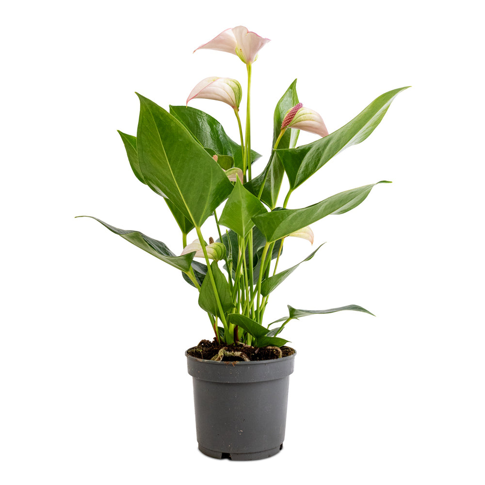 Anthurium - Flamingo Flower - Joli Pulse - Quality Houseplants ...