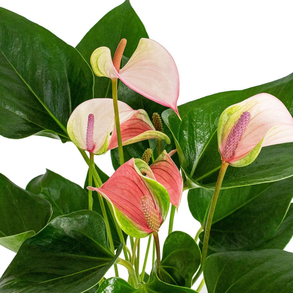 Anthurium - Flamingo Flower - Joli Pulse Flowers
