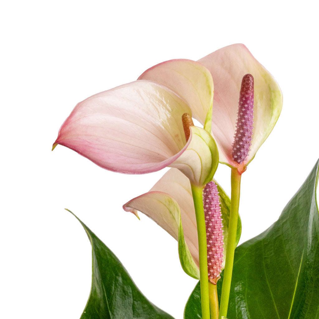 Anthurium - Flamingo Flower - Joli Pulse Flowers