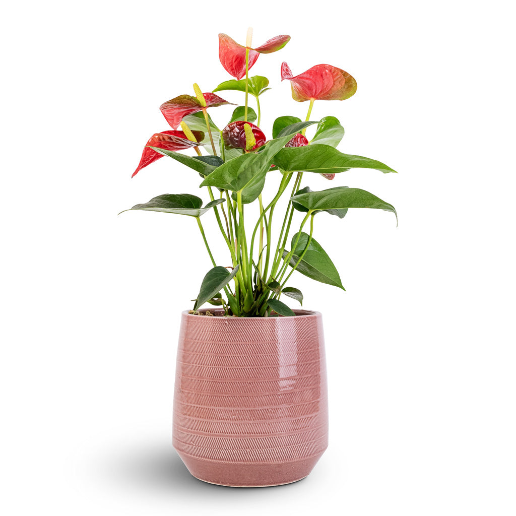 Anthurium - Flamingo Flower - Royal Red & Remi Plant Pot - Pink