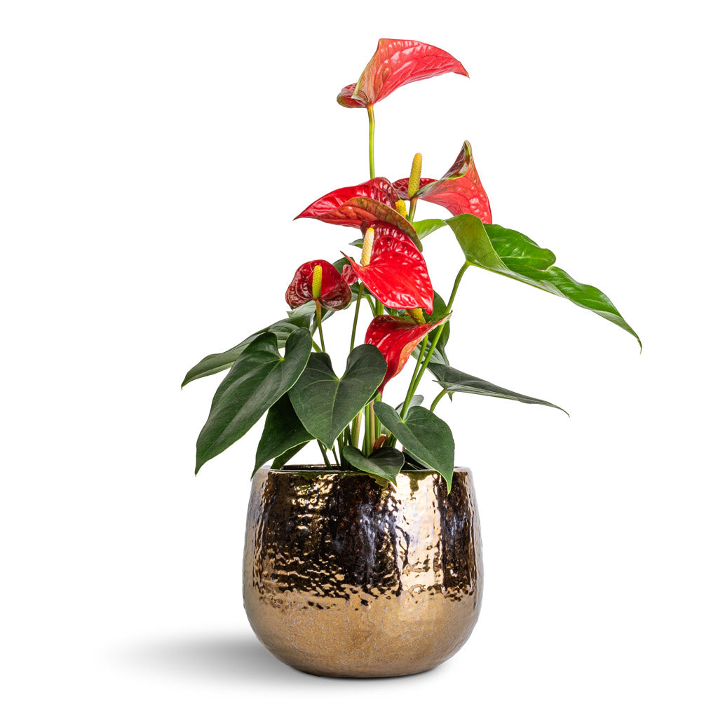 Anthurium - Flamingo Flower - Royal Red & Yvette Plant Pot - Gold