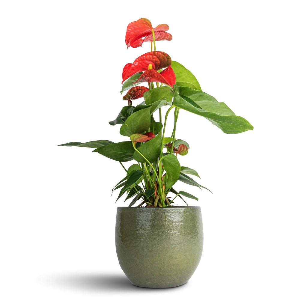 Anthurium - Flamingo Flower - Royal Red & Zembla Plant Pot - Green