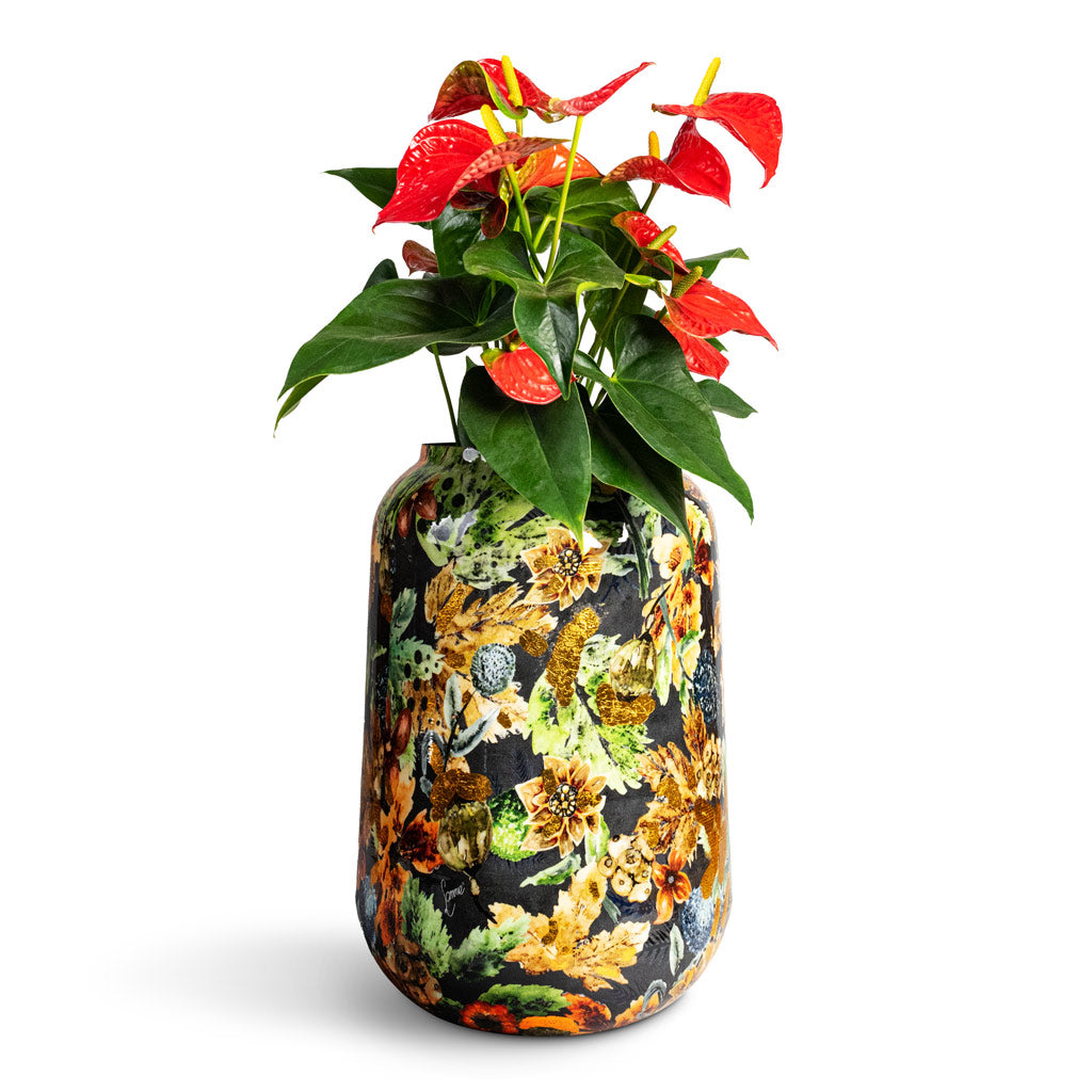 Anthurium Flamingo Flower Royal Red - 17x55cm In Lammie Planter Berry  Blue - 30x42cm