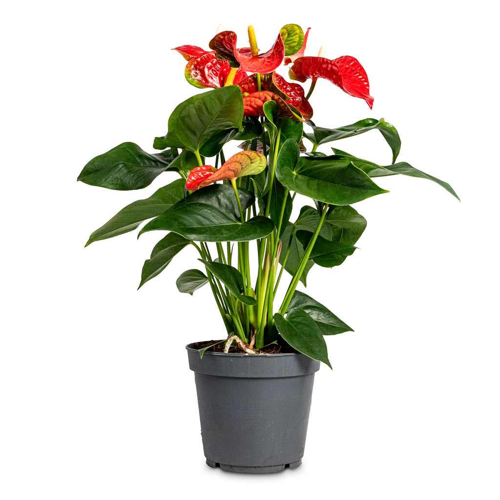 Anthurium Flamingo Flower Royal Red - 17x55cm