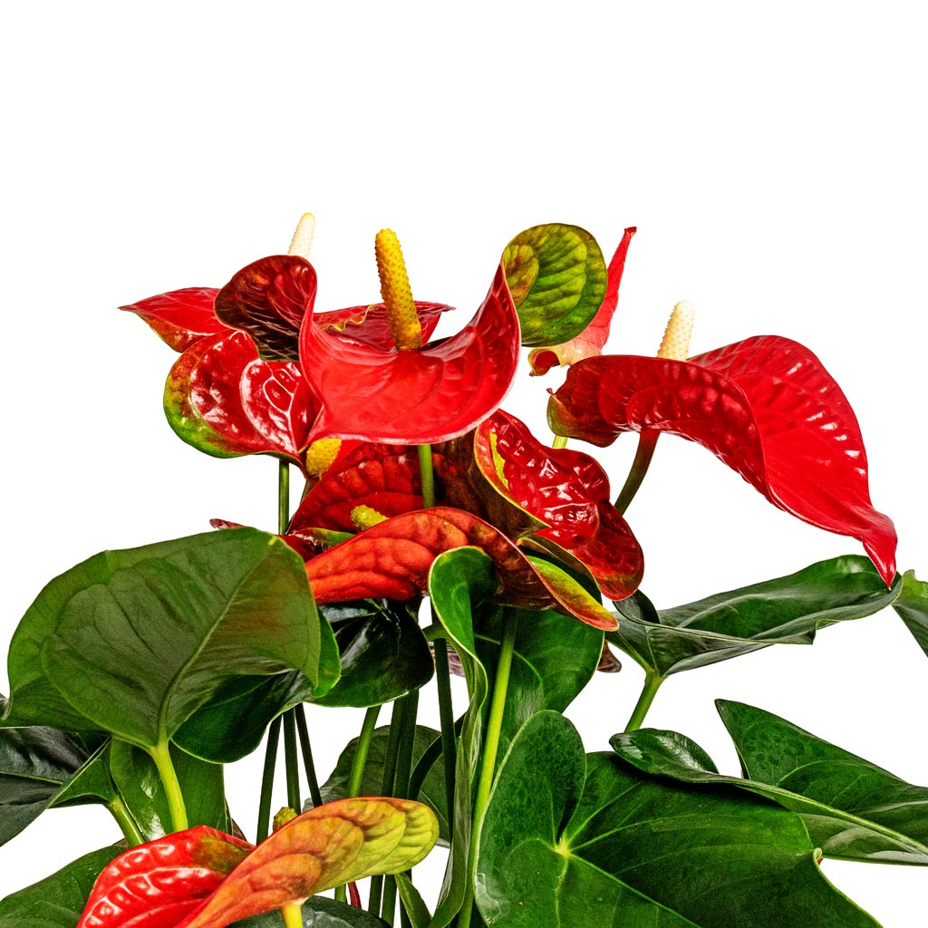 Anthurium Flamingo Flower Royal Red Close Up Detail