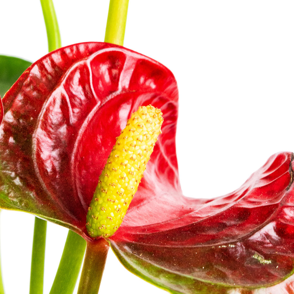 Anthurium Royal Red - 17x60cm In Sven Pot Mustard - 20x19cm