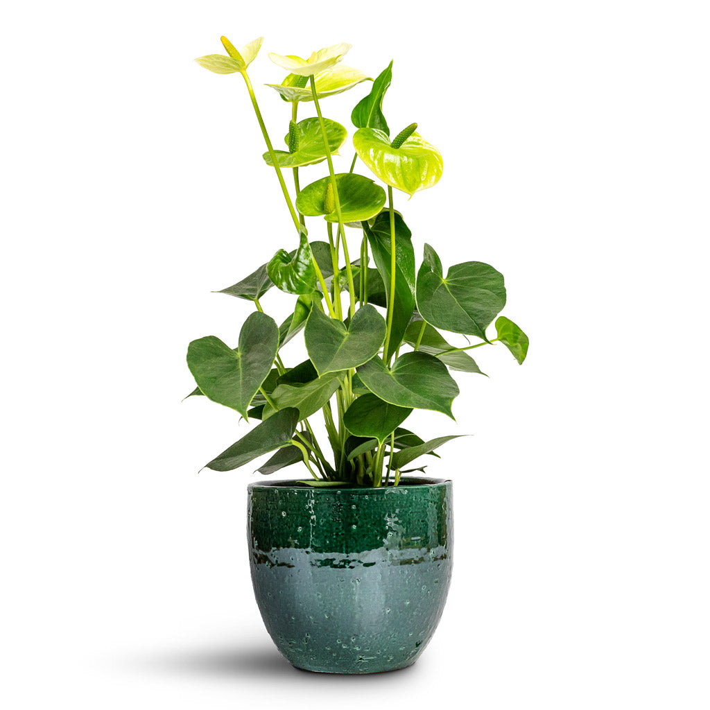 Anthurium Flamingo Flower Vanilla - 12x40cm In Jolin Plant Pot Forest - 16x14cm