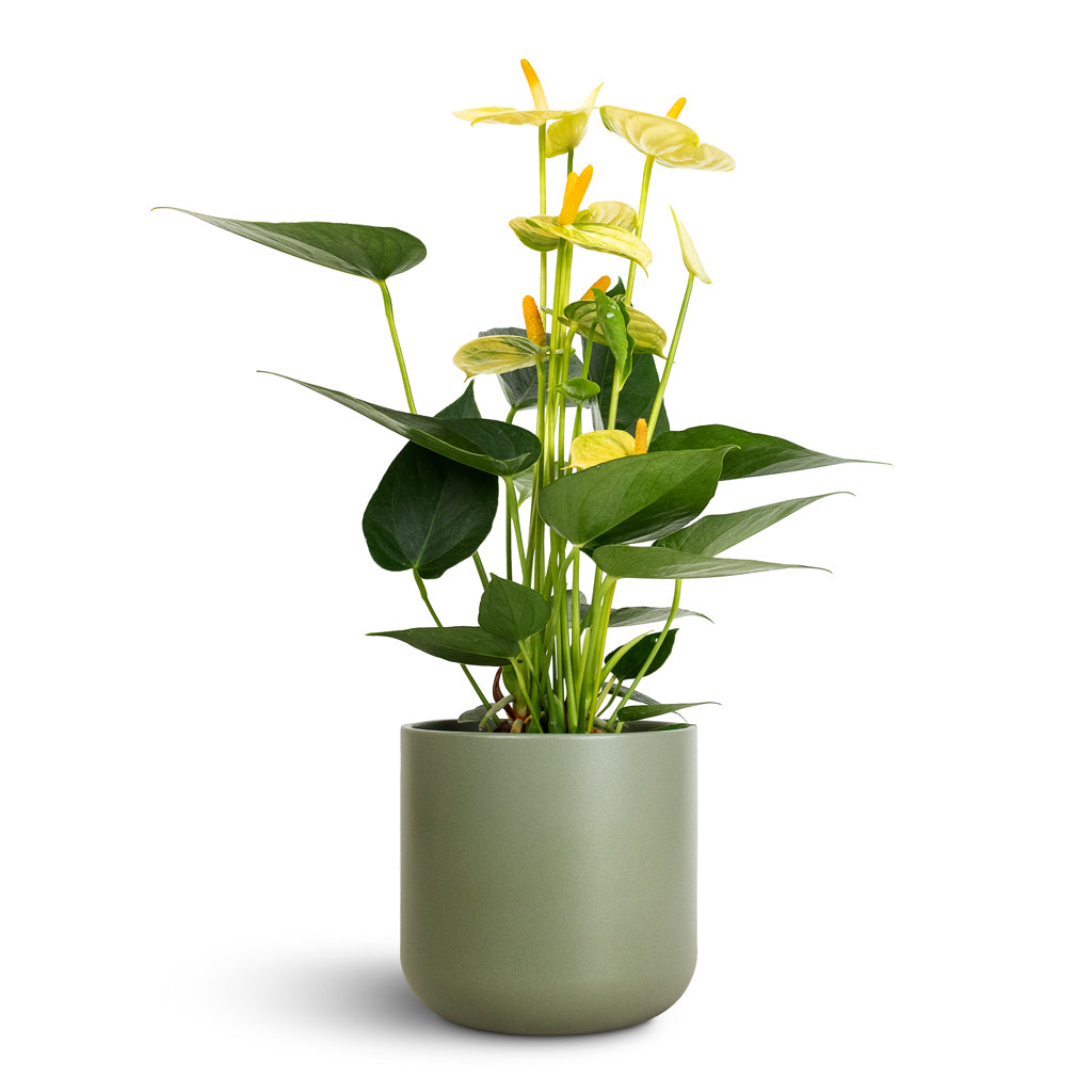 Anthurium - Flamingo Flower - Vanilla