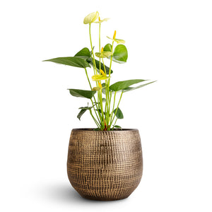 Anthurium - Flamingo Flower - Vanilla & Ryan Plant Pot - Shiny Gold