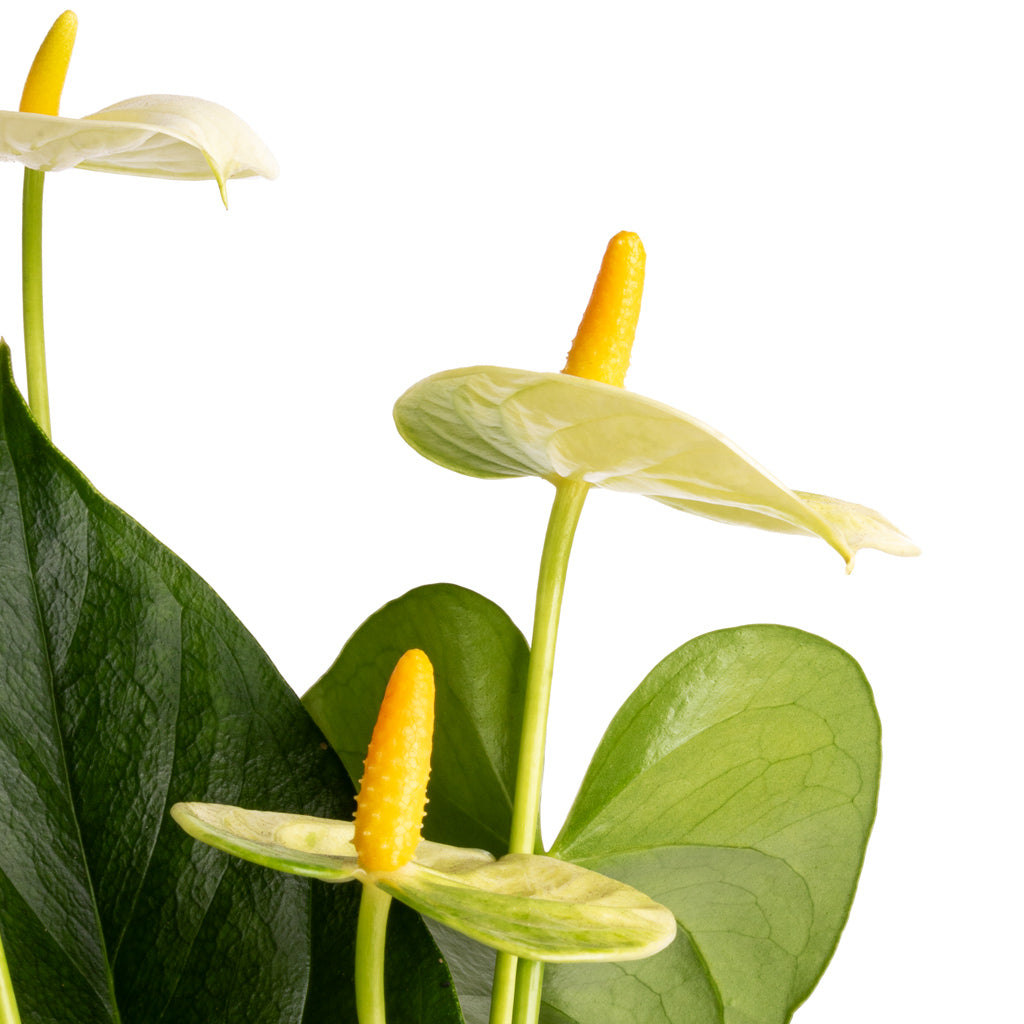 vanilla yellow anthurium Anthurium - Flamingo Flower - Vanilla - Quality Houseplants | Hortology