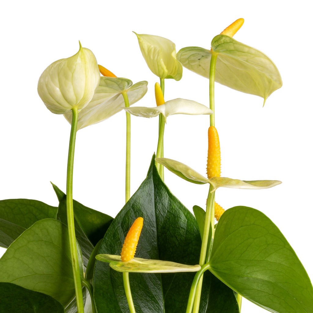 Anthurium - Flamingo Flower - Vanilla - Flowers