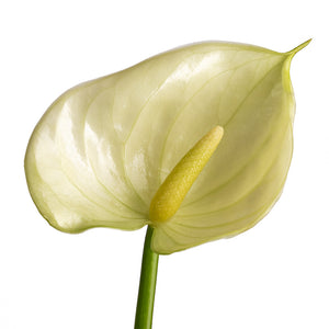 Anthurium - Flamingo Flower - Vanilla - Bloom