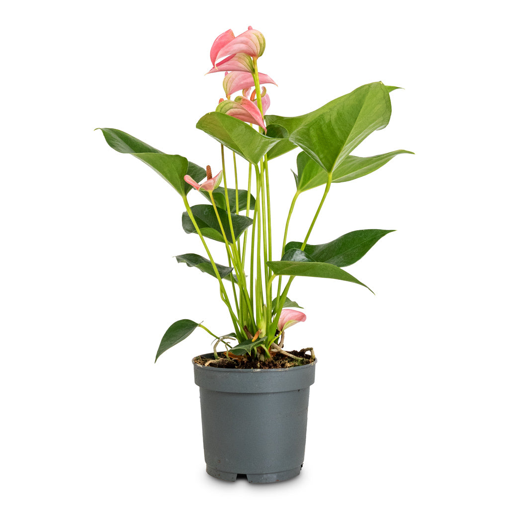 Anthurium Joli - 12x40cm