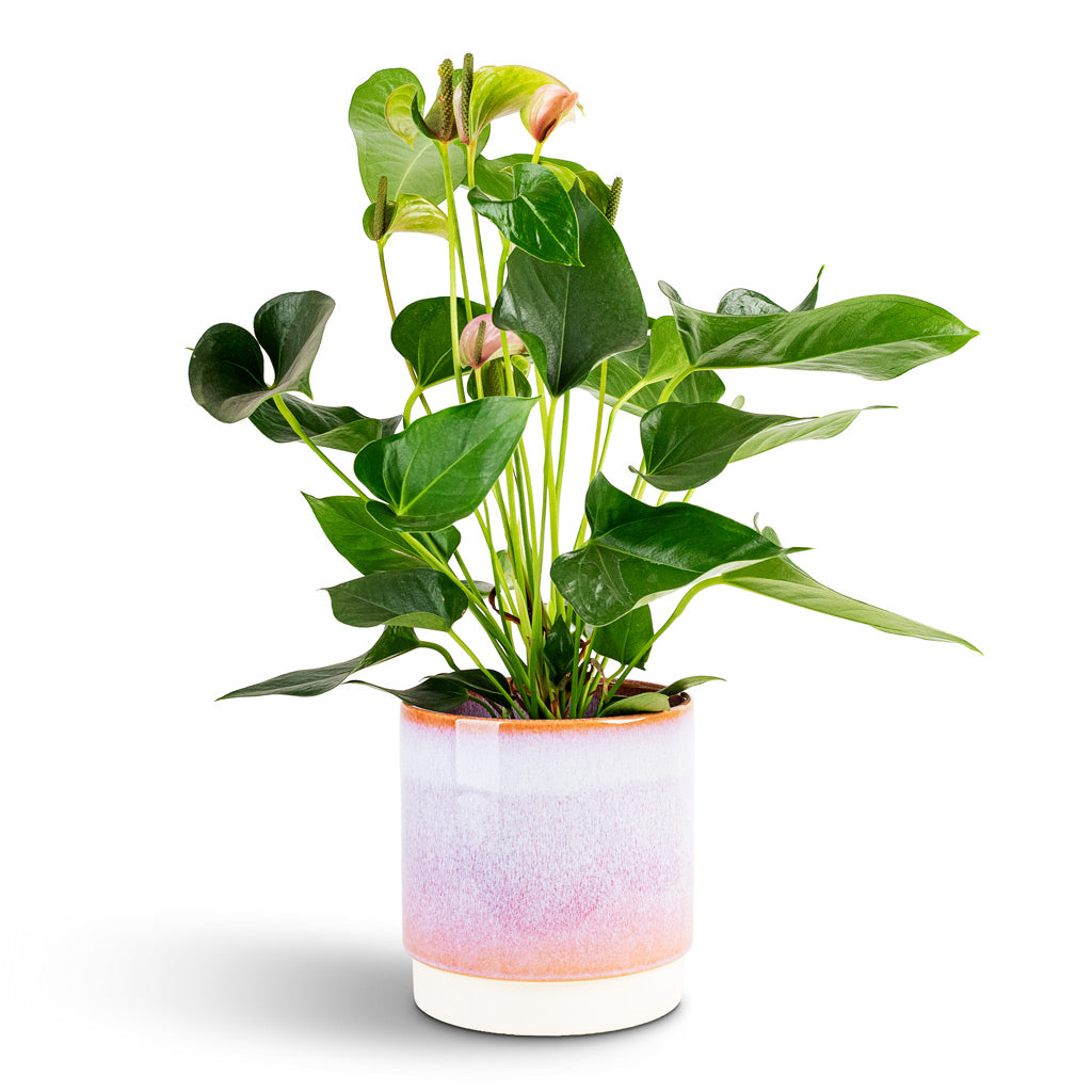 Anthurium Joli - 17x60cm House Plant In Copenhagen Pot Pink - 18.5x19.5cm