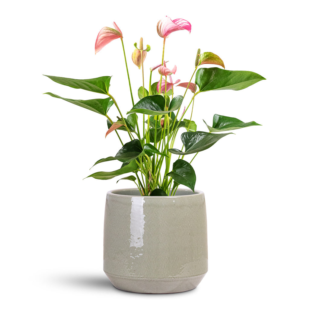 Anthurium Joli 17x60cm house plant in Common Pot Shiny Olive 24x21cm