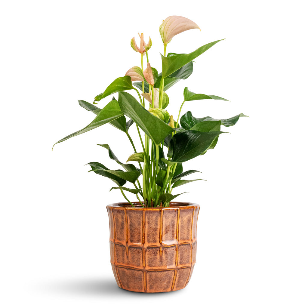 Anthurium Joli Peach - 12x40cm In Noemi Pot Copper Coral - 15x13cm