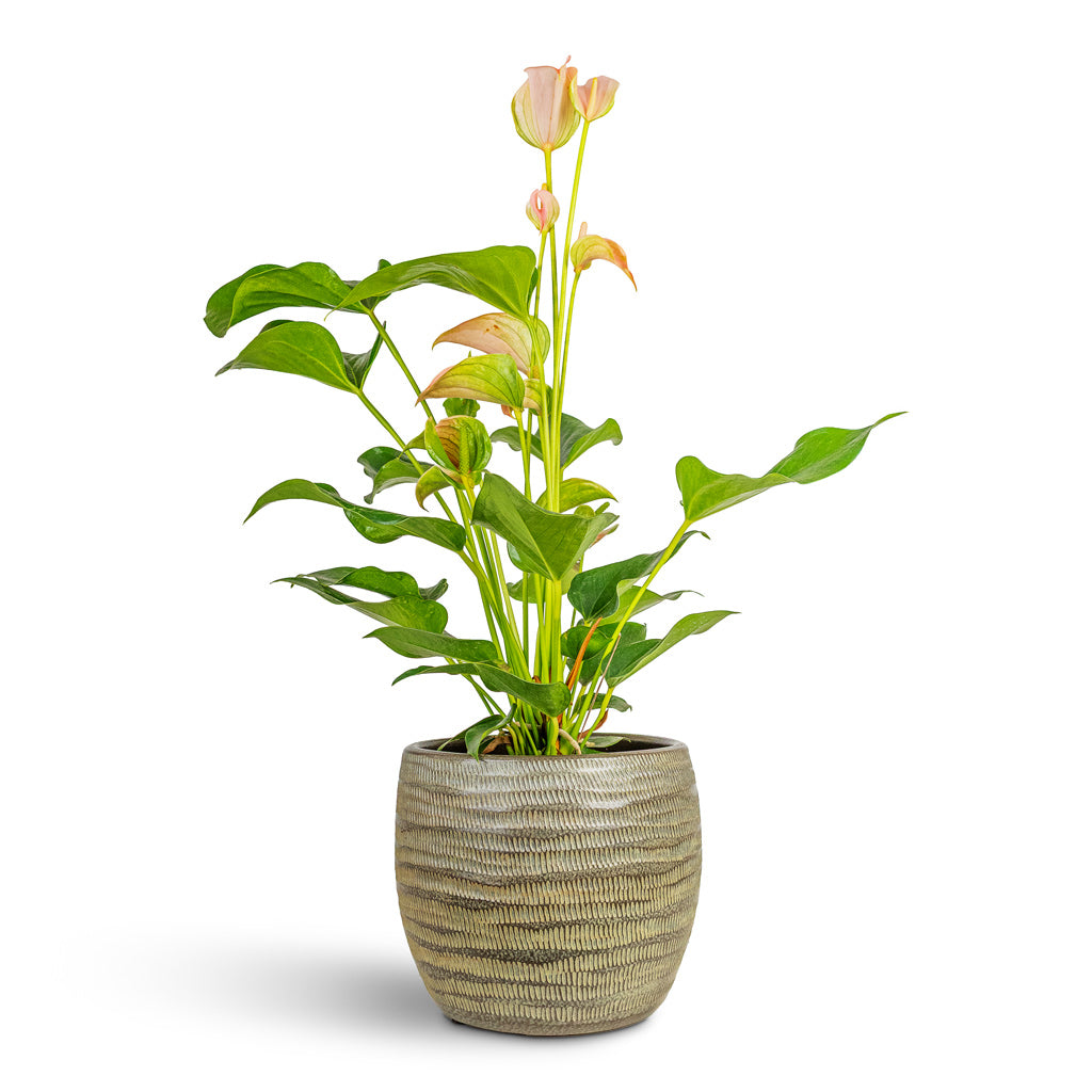 Anthurium Joli Peach 17x60cm House Plant In Manuel Pot Shiny Thyme 22x18cm