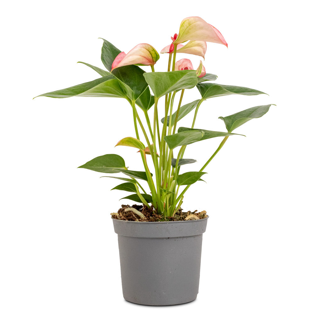 Anthurium Joli Pulse - 9x25cm