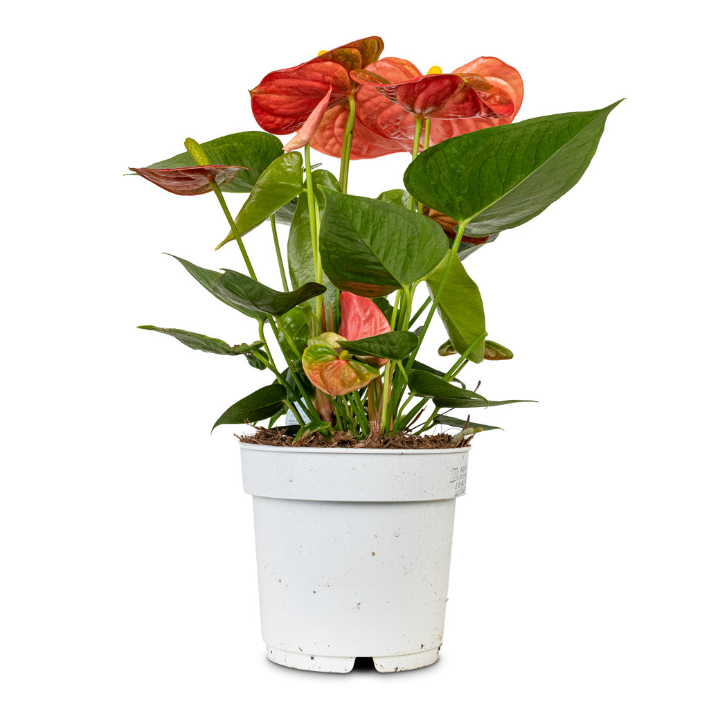 anthurium orange champion Anthurium - Flamingo Flower - Orange Champion Houseplnts