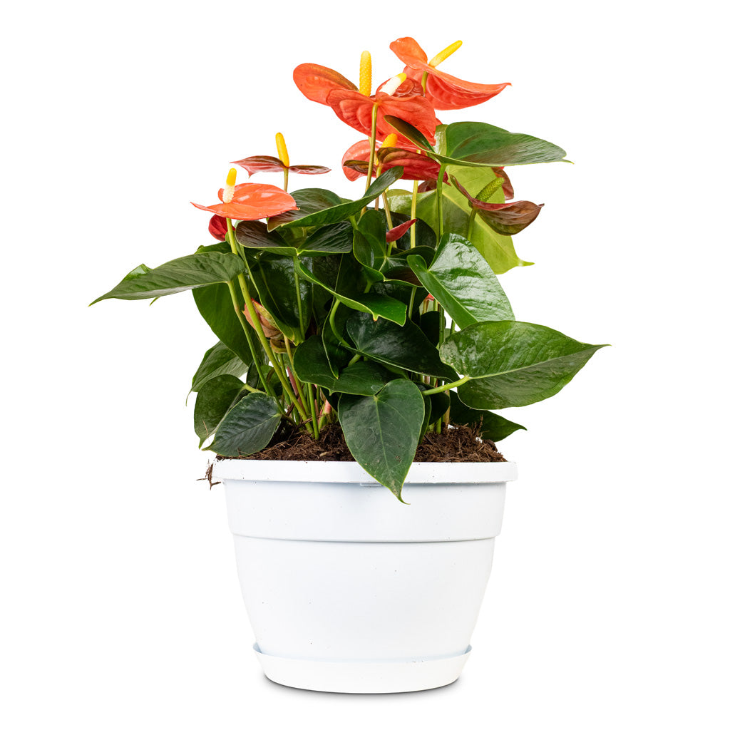 anthurium coral champion Anthurium - Flamingo Flower - Orange Champion Houseplnts