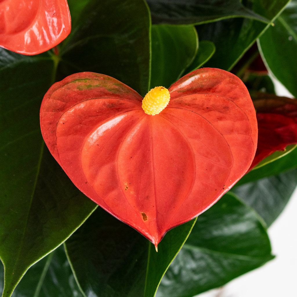 anthurium coral champion Anthurium - Flamingo Flower - Orange Champion Houseplnts