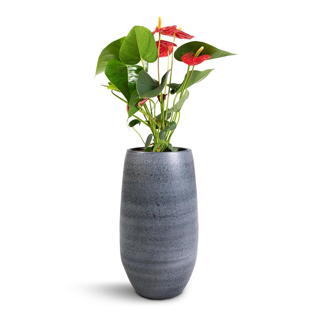 Anthurium Royal Champion - Royal Red & Esra Plant Vase - Mystic Grey
