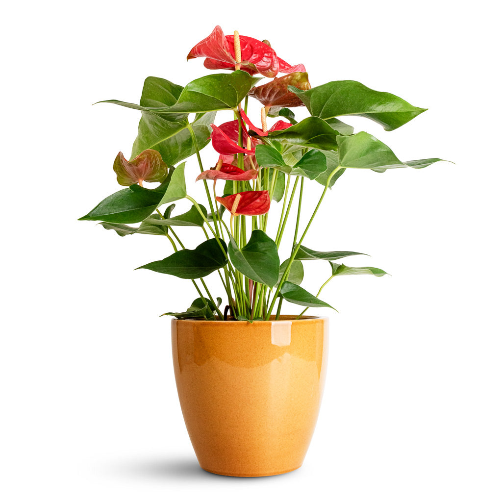 Anthurium Royal Red - 17x60cm In Sven Pot Mustard - 20x19cm