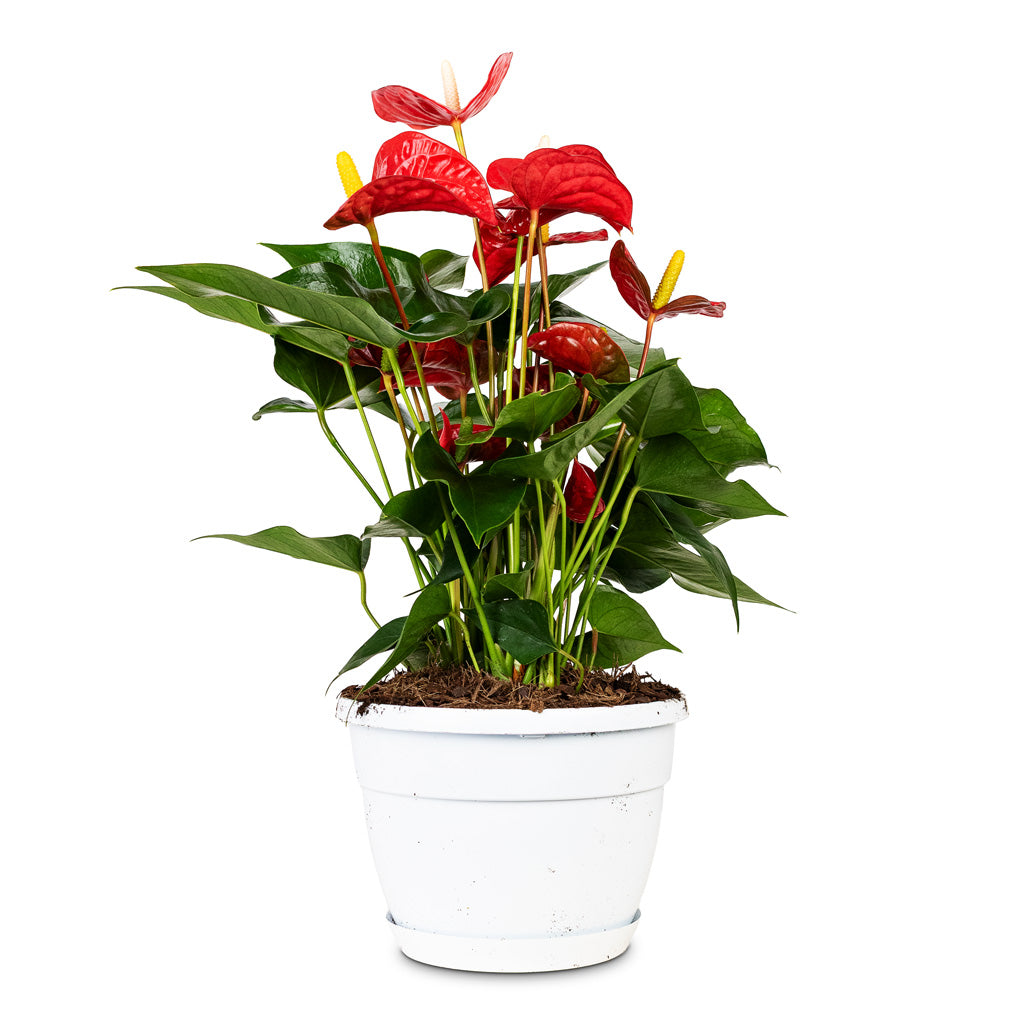 anthurium cat safe Anthurium - Flamingo Flower - Royal Red - Quality Houseplants | Hortology