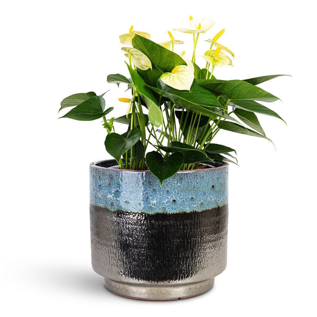 Anthurium Vanilla 20x50cm House Plant In Vita Pot Lead Drip 23x20cm