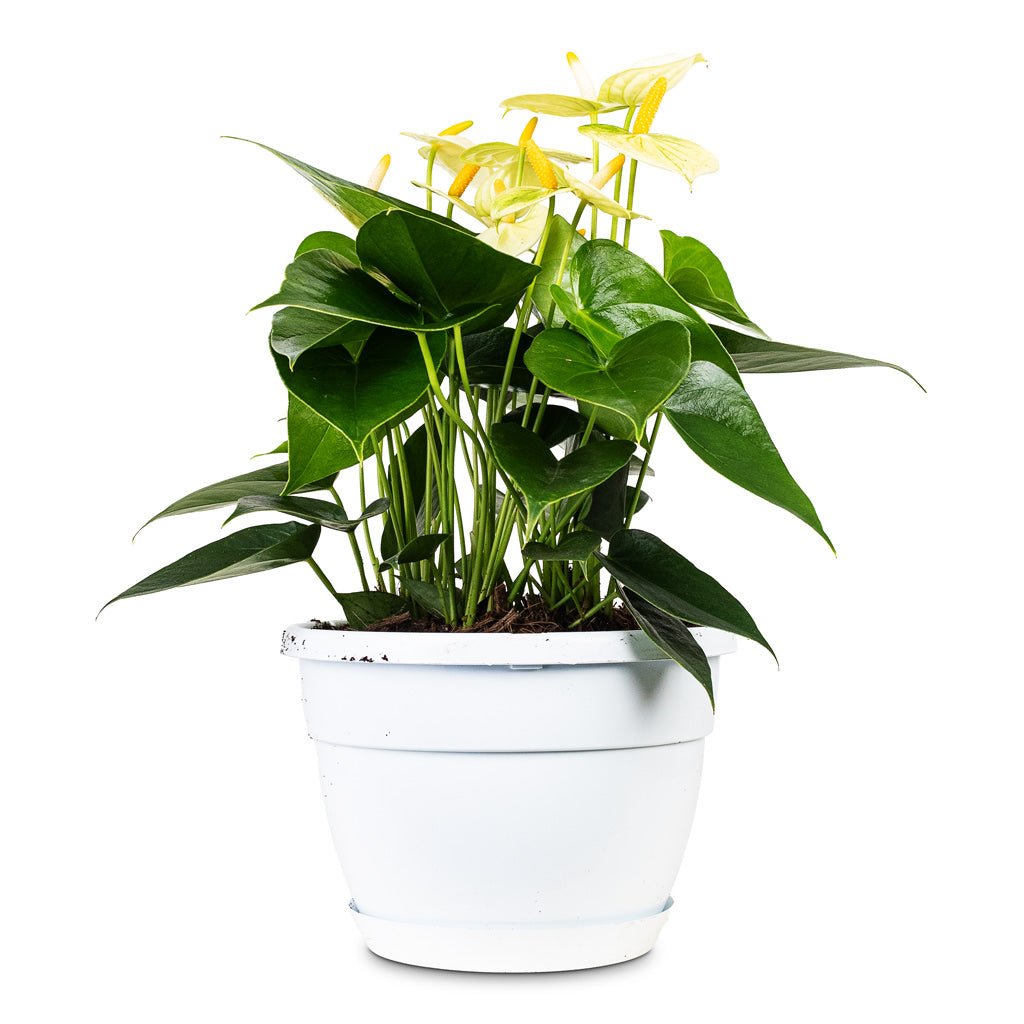 Anthurium Vanilla 20x50cm