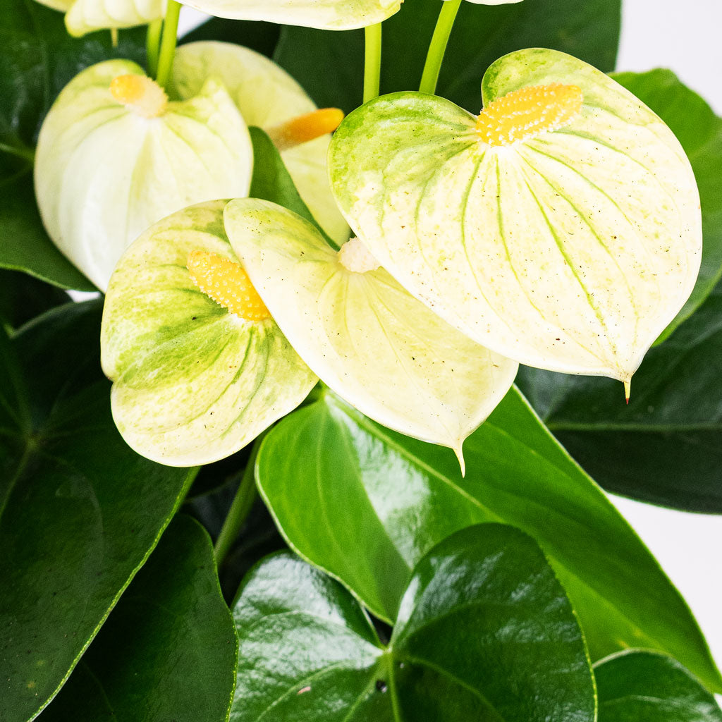 vanilla yellow anthurium Anthurium - Flamingo Flower - Vanilla - Quality Houseplants | Hortology