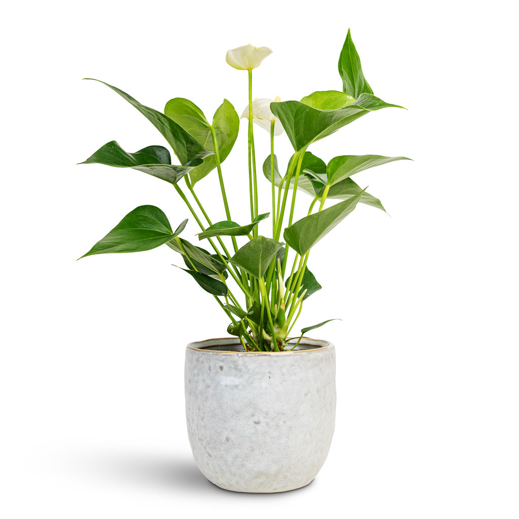 Anthurium White Champion 12x40cm
