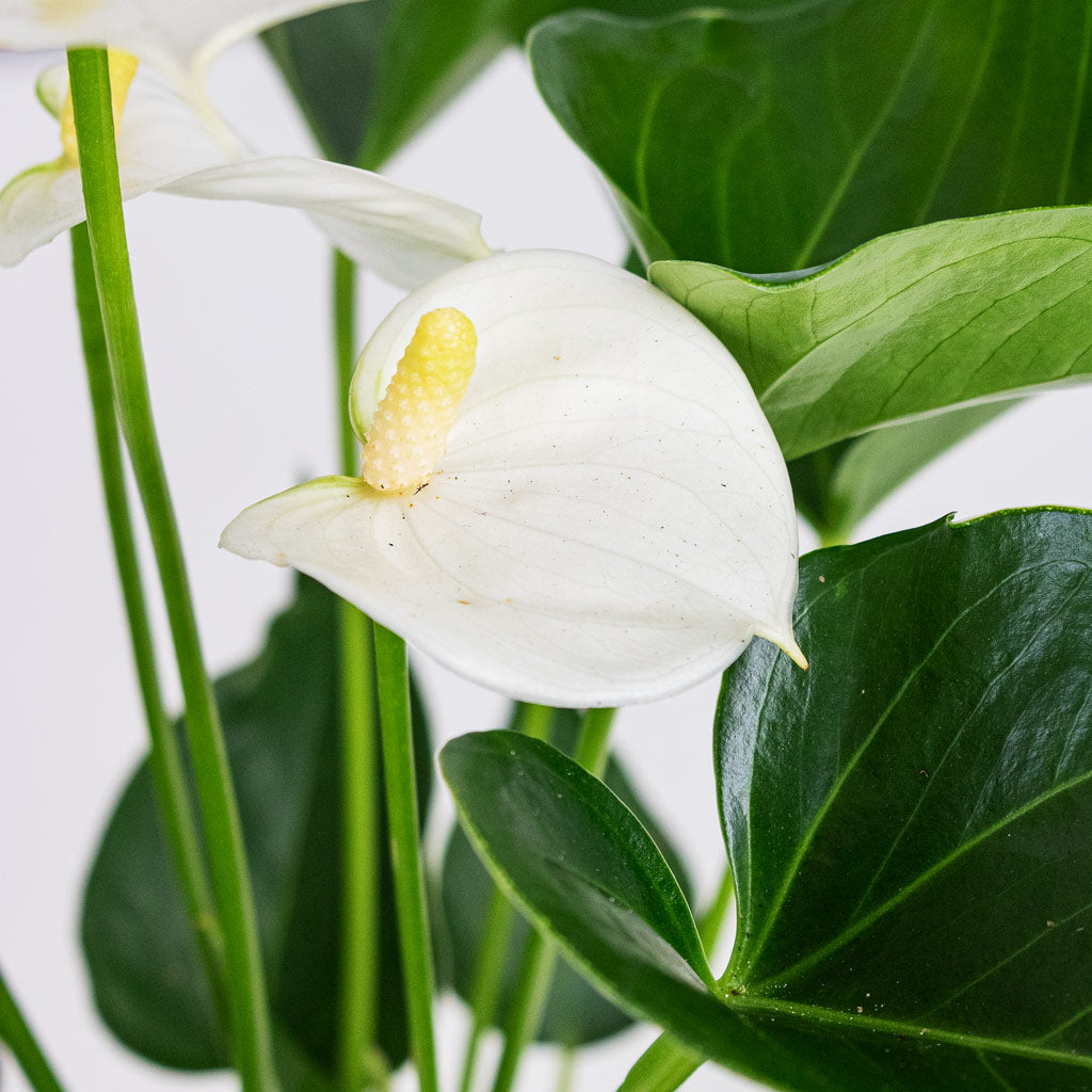 Anthurium White Champion Close up