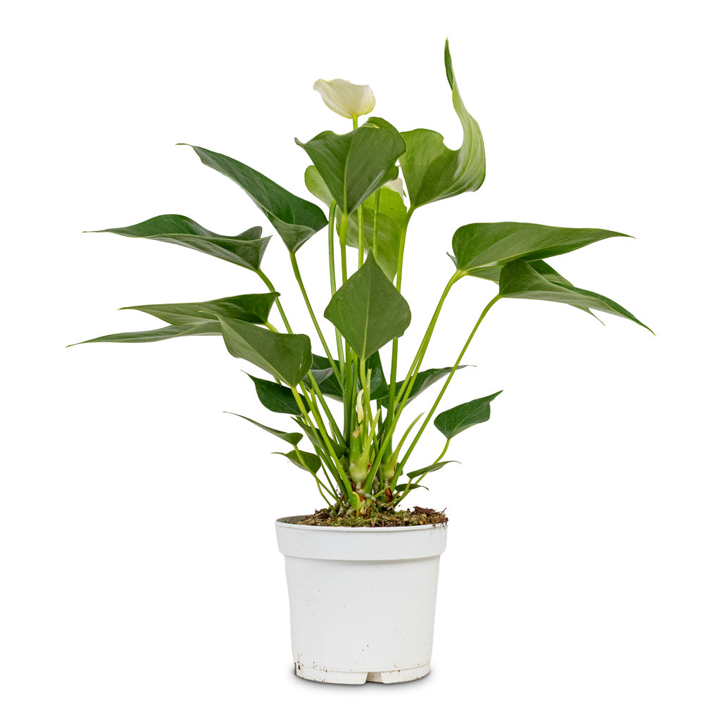 Anthurium White Champion 12x40cm