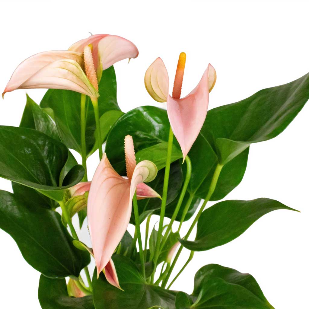 Anthurium Flamingo Flower - Joli Peach Flowers