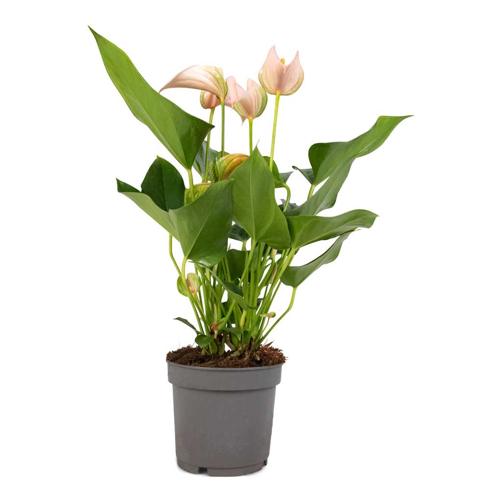 Anthurium Flamingo Flower - Joli Peach