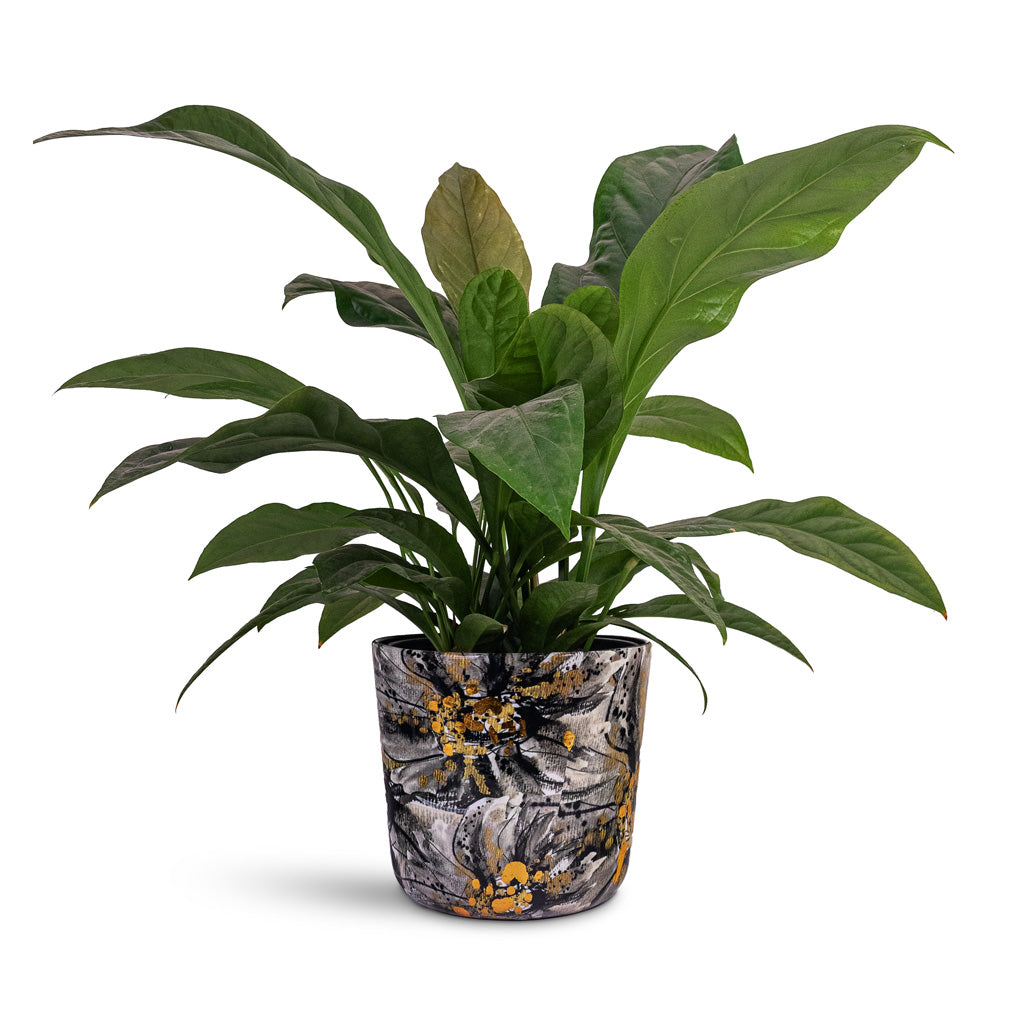 Anthurium elipticum Jungle Bush 24x60cm House Plant In Lammie Marigold Pot Ash 26x23cm