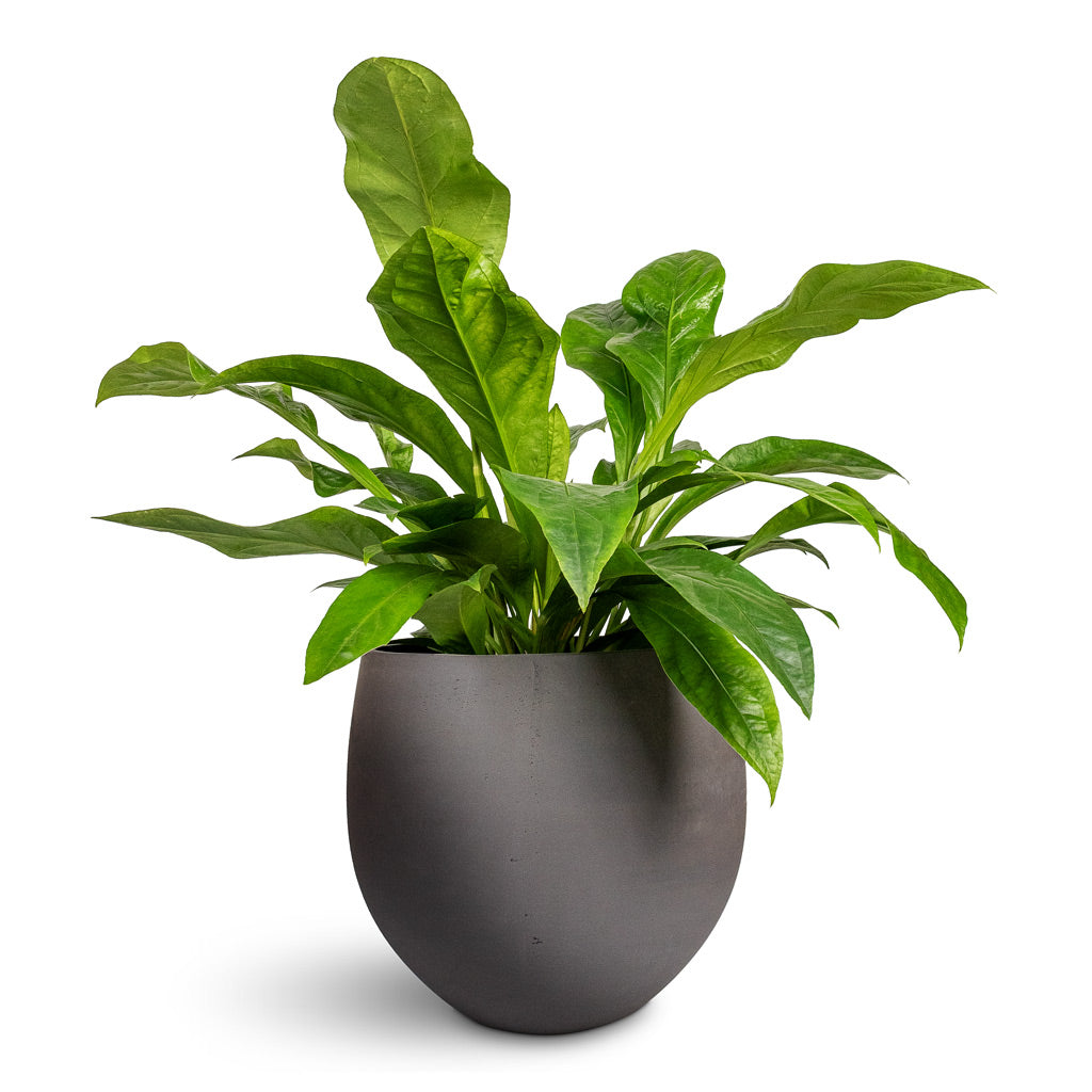 Anthurium elipticum Jungle Bush - 24x60cm -  Mini Orb Kevan Plant Pot Black Washed - 39x35cm