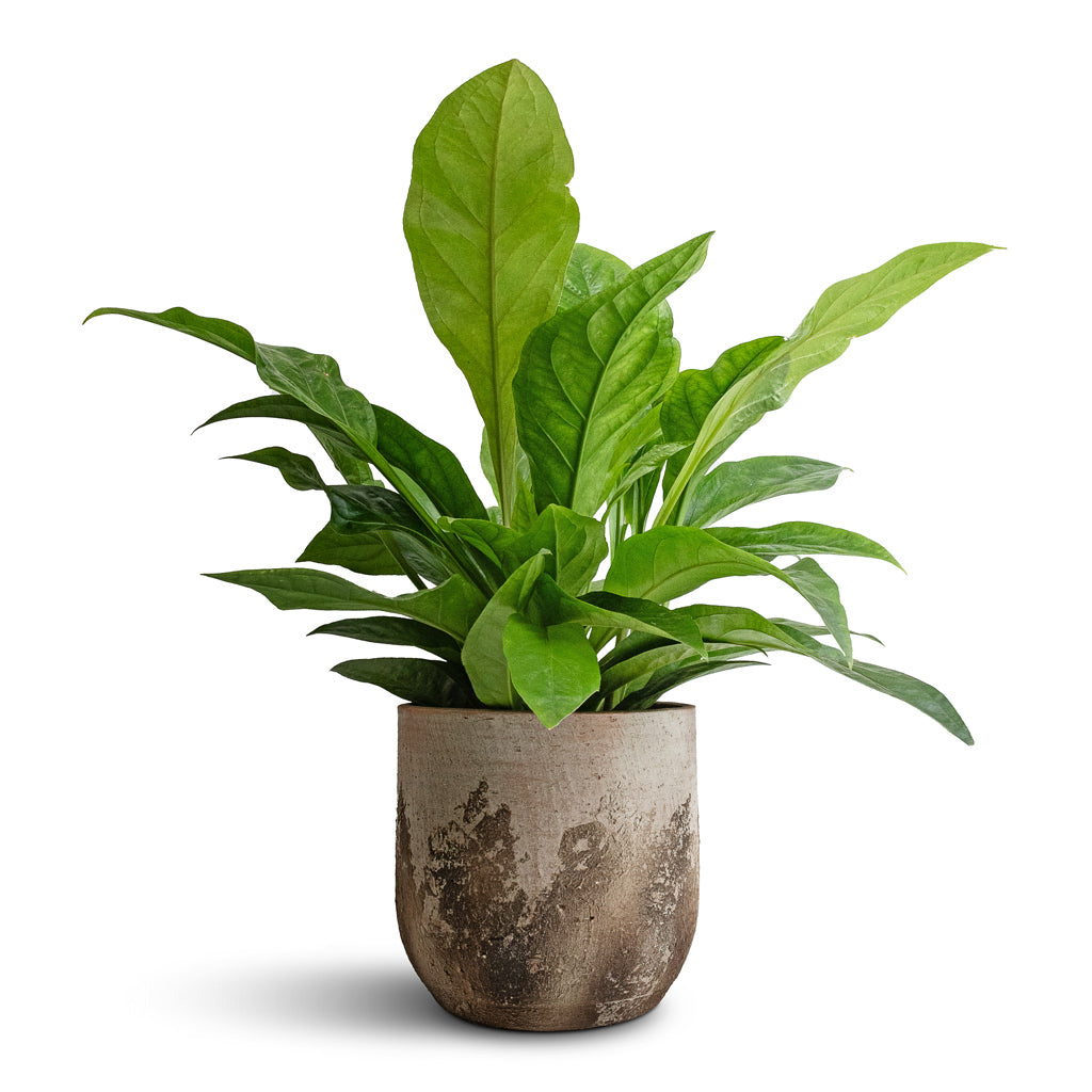 Anthurium elipticum - Jungle Bush &amp; Albero Plant Pot - Cement