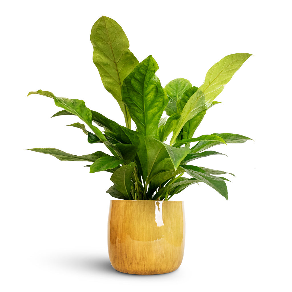 Anthurium elipticum - Jungle Bush & Babet Plant Pot - Pine
