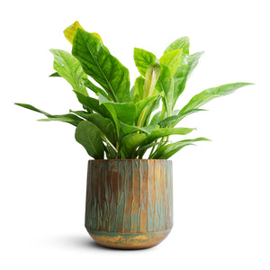 Anthurium elipticum - Jungle Bush - 24 x 60m & Caro Metal Plant Pot - Copper Green